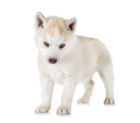 Obraz premium puppy siberian husky