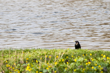 одинокая птичка на берегу реки среди цветов