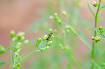insect on green grass