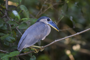 Boat-billed Heron - Cochlearius cochlearius, blue gray heron from New World fresh waters and mangrove, Costa Rica