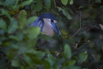 Boat-billed Heron - Cochlearius cochlearius, blue gray heron from New World fresh waters and mangrove, Costa Rica