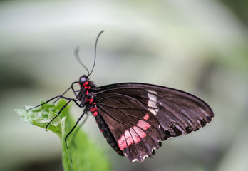Fototapeta na wymiar close up of a red spotted swallowtail
