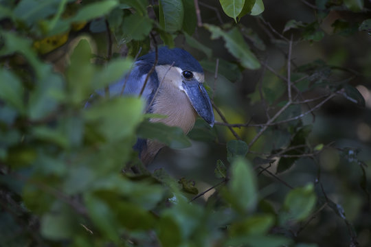 Boat-billed Heron - Cochlearius cochlearius, blue gray heron from New World fresh waters and mangrove, Costa Rica