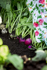 Woman is harvesting radishes from the raised bed