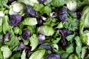 Fresh Baby Green And Purple Cabbage.