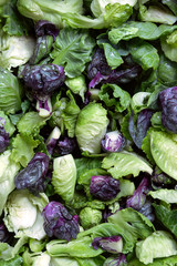Fototapeta na wymiar Fresh Baby Green And Purple Cabbage.