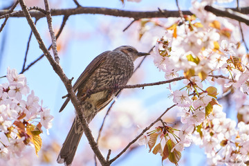 ヒヨドリと桜
