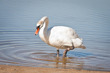 Biały łabędź na brzegu jeziora © Mariusz Stoszewski