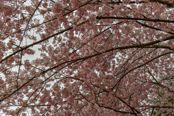 Cherry Blossoms - Washington Monument