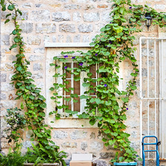 Fototapeta na wymiar White window. Green ivy plant climb on old white stone brick wall background