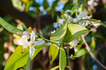 Closeup viedw of the zàgara, the orange blossom