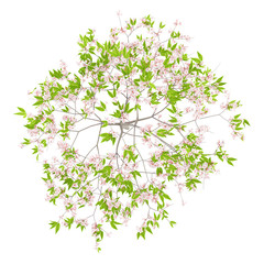 Naklejka premium top view of flowering cherry tree isolated on white background