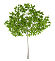 Fototapeta premium cherry tree isolated on white background