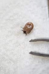 Tick removed from the dog
