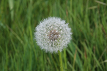 beautiful dandelion in a green meadow
