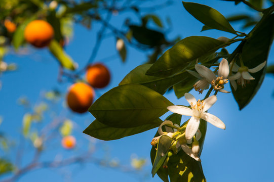 Closeup viedw of the z&agrave;gara, the orange blossom
