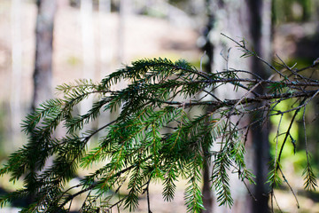 Fresh green pine branches in a spring forest