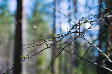 Fototapeta na wymiar The first spring tender leaves, buds and branches