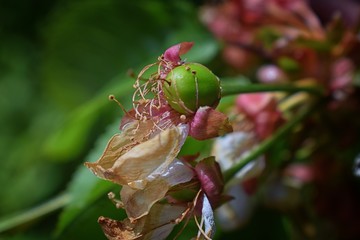 Green unripe Rainier cherry berries with withering blossom attached in detail, macro close up with tree branches blurred in background in South Jordan, Utah.