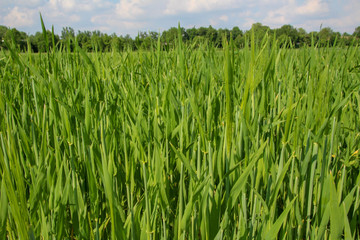 field with green grain