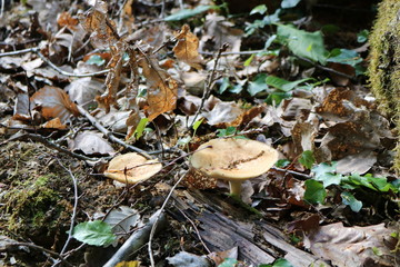 champignons de forêt
