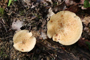 champignons de forêt