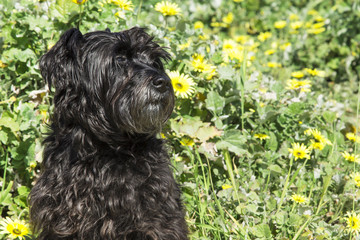 black schnauzer dog in the field