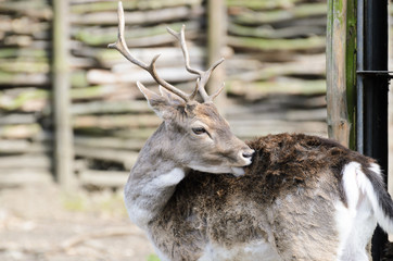 Milu (Elaphurus davidianus). Young deer with antlers, portrait photo with a blurred background. In the background a fence from a felled tree.