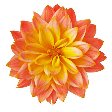 Flower red yellow dahlia isolated on white background. Close-up. Macro. Element of design.