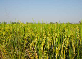 fresh rice and blue sky background from thailand farm,fresh rice