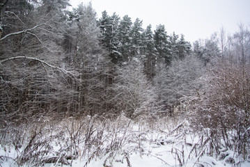 Snowy landscape in winter in the woods - pine trees, fir trees, shrubs