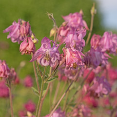 Akelei, Aquilegia