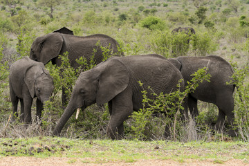 Eléphant d'Afrique, loxodonta africana, African elephant, Parc national Kruger, Afrique du Sud
