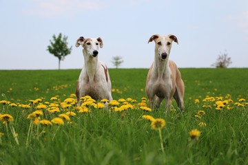 Obraz premium two beautiful galgos are standing on a field with dandelions