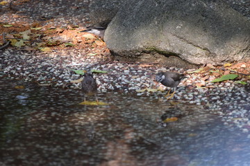 公園の野鳥