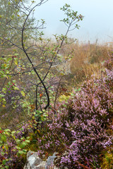 Fototapeta premium Misty morning dew on mountain meadow