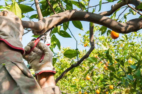 Orange Tree Pruning