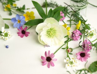 Fototapeta na wymiar ナチュラルな春の花、白背景、クローズアップ