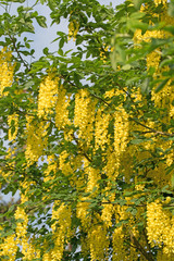 Naklejka premium Gewöhnlicher Goldregen, Laburnum