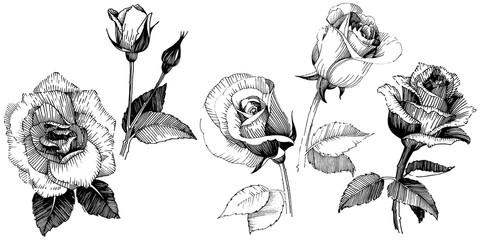 Wildflower rose flower in a vector style isolated. Vector wildflower for background, texture, wrapper pattern, frame or border.