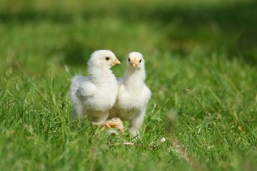 junge Hühner Küken draußen im Gras