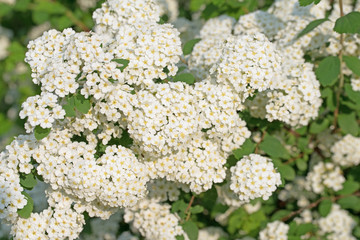 Blühender Spierstrauch, Spiraea, Brautspiere, Schneespiere