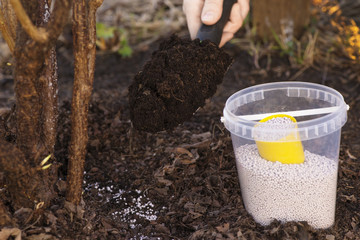 It is a fertilization under a garden plant. The bucket of nitrogen fertilizer is next to a currant...