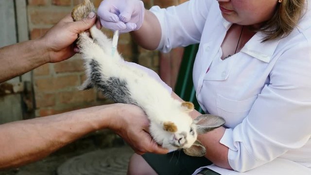 A female veterinarian is vaccinating rabbits in the countryside. Treatment of farm animals