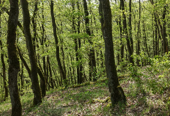 Fototapeta premium abstract background,forest on the mountain
