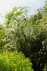 Bushes of blossoming jasmine in the botanical garden, various plants in the park, many flowering jasmine branches against the sky, blank for the designer, botanical garden, card for the holiday