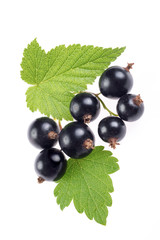 fresh blackcurrant berries with leaves isolated