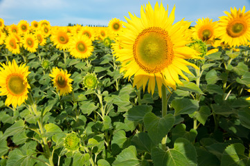 Sunflowers, Helianthus with blue sky