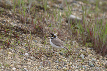 A bird runs on the ground more often than it flies ...