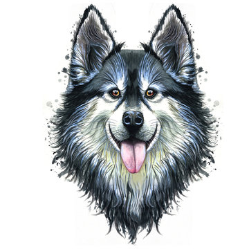 Watercolor print of a dog portrait of a hussy or husky breed, a mammal animal on a white background with long hair, smiling for design